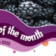 House of Flavour - Flavour of the month - March 2025 Blackberry