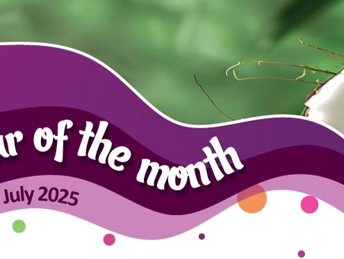 House of Flavour - Flavour of the month - July 2025 Coconut